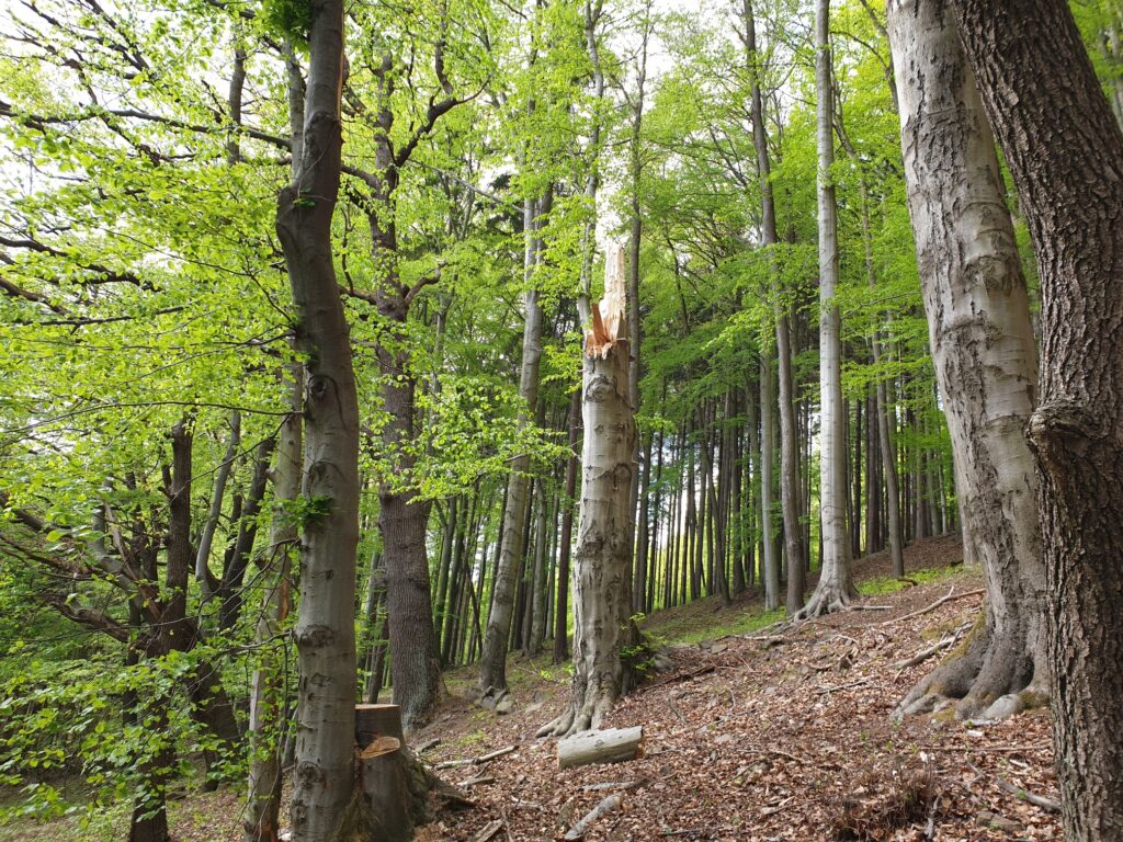 Procházka na Jedlák