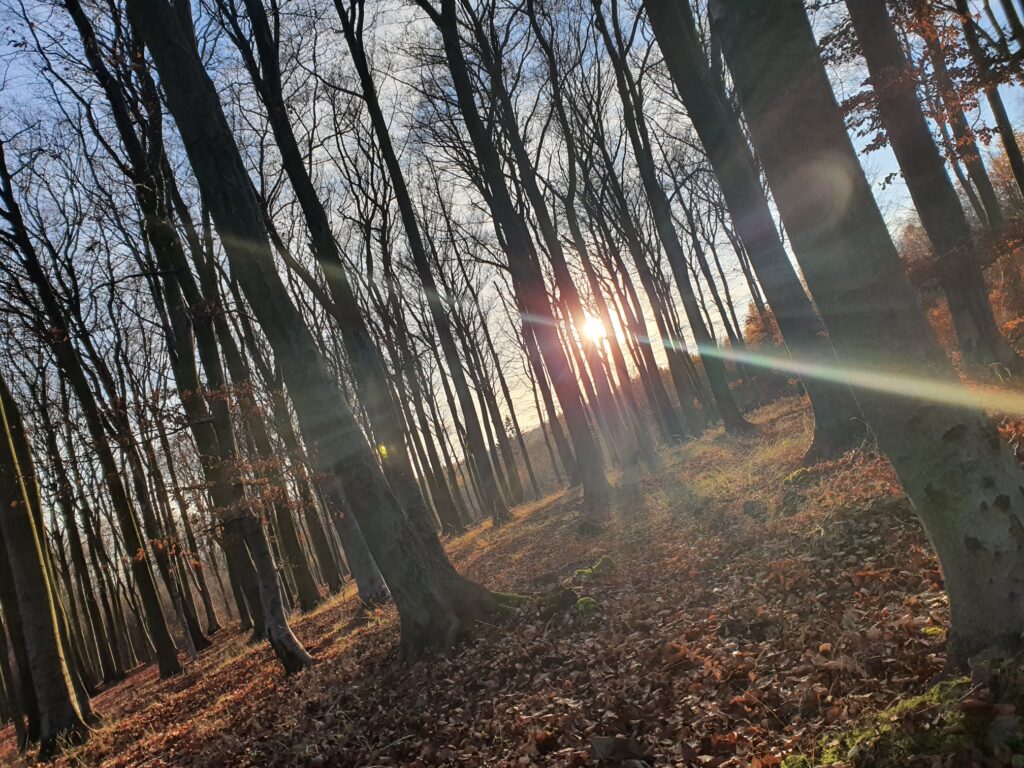 Podzimní procházka